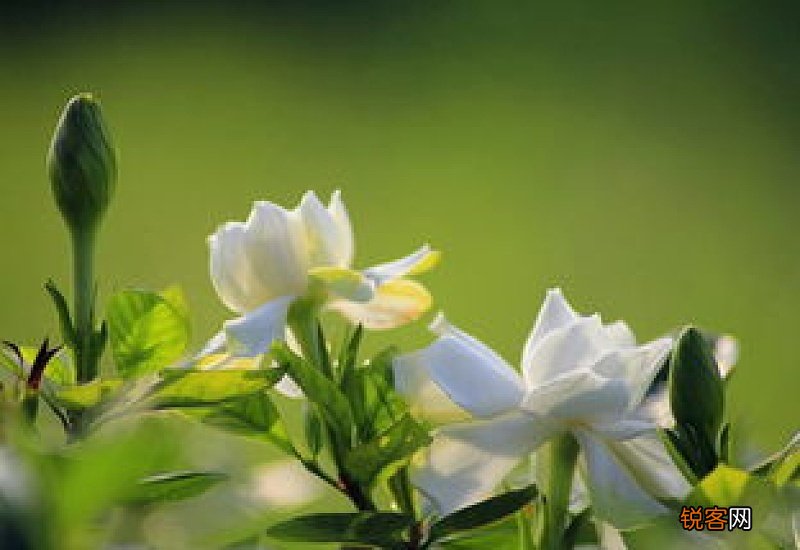 栀子花放在哪里合适