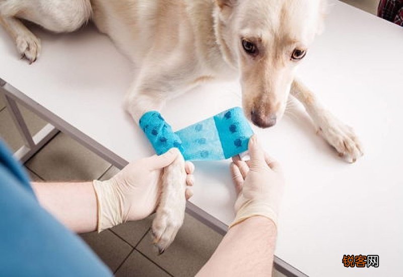 狗狗怀孕发抖