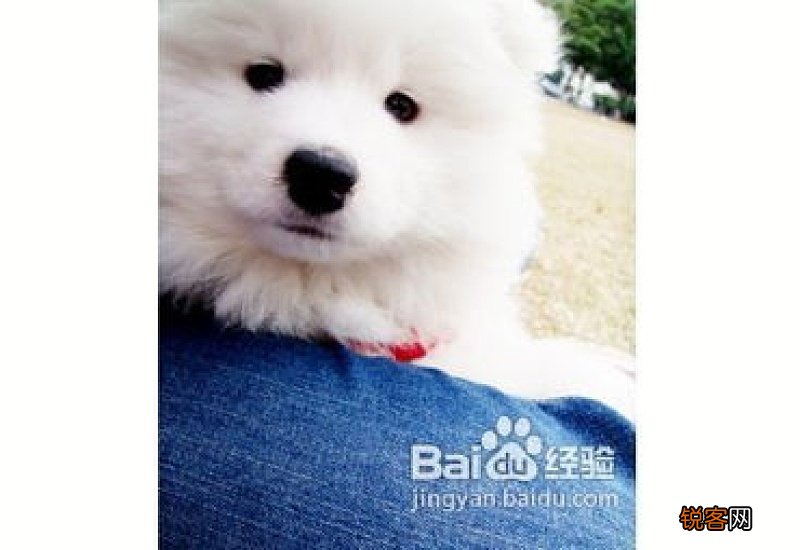 2个月博美幼犬喂养方法