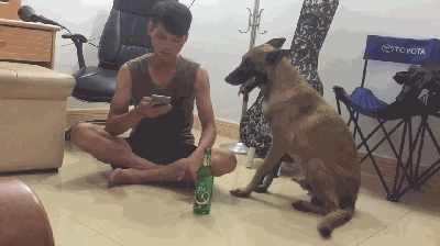 马犬的优点是什么 养过的人都上瘾，想戒掉很难