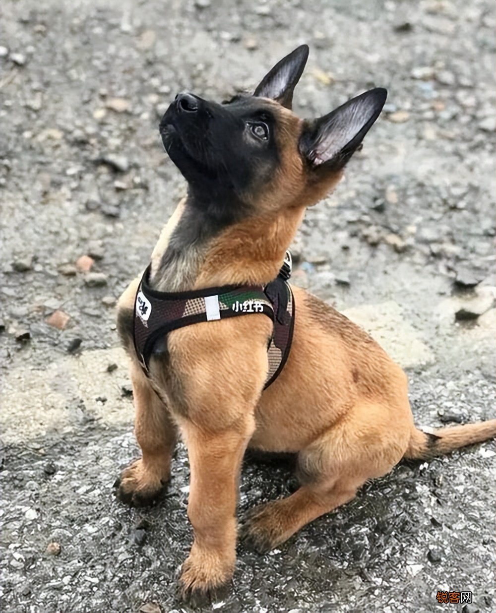 马犬的优点是什么 养过的人都上瘾，想戒掉很难
