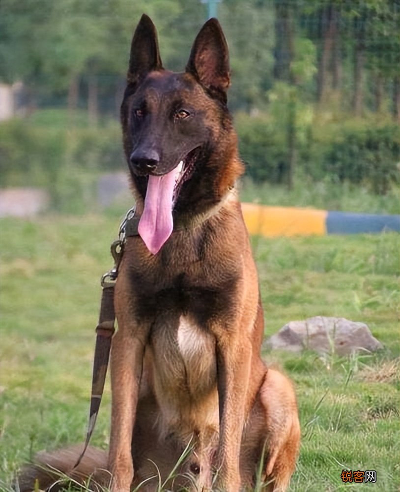 马犬的优点是什么 养过的人都上瘾，想戒掉很难