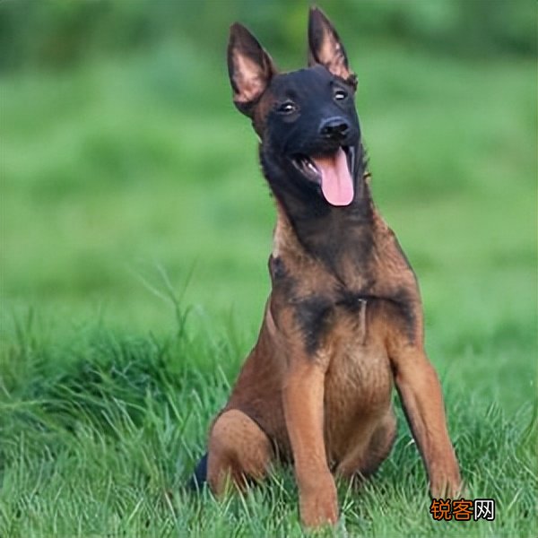 马犬的优点是什么 养过的人都上瘾，想戒掉很难