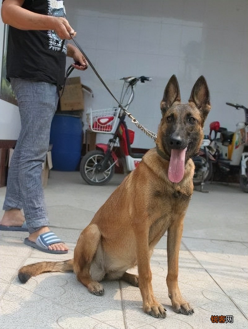 马犬的优点是什么 养过的人都上瘾，想戒掉很难