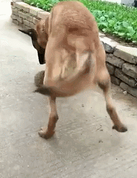 马犬的优点是什么 养过的人都上瘾，想戒掉很难