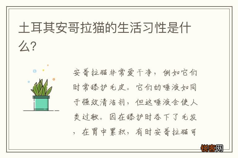 土耳其安哥拉猫的生活习性是什么？