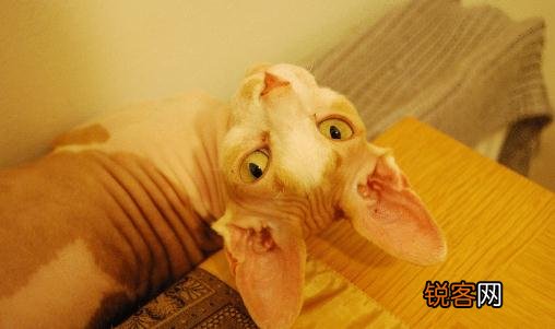 斯芬克斯猫怎么养？斯芬克斯猫的生活习性
