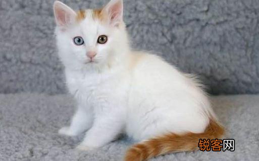 土耳其梵猫的生活习性-土耳其梵猫的简介