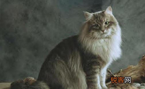 西伯利亚森林猫的生活习性是什么？