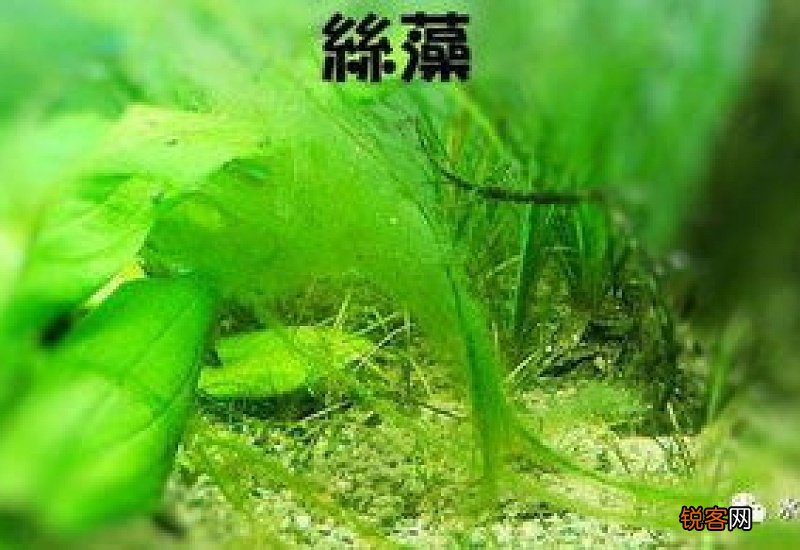 刚毛藻怎么去除