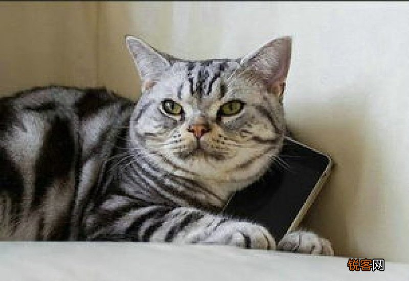 怎样养猫能让猫听话