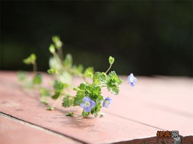 母亲对儿子生日祝福语 写给儿子的温馨祝福语