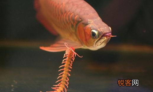 龙鱼如何养护?龙鱼是什么品种 龙鱼如何养护？龙鱼是什么？