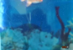 鱼缸缸壁上白色附着物是什么