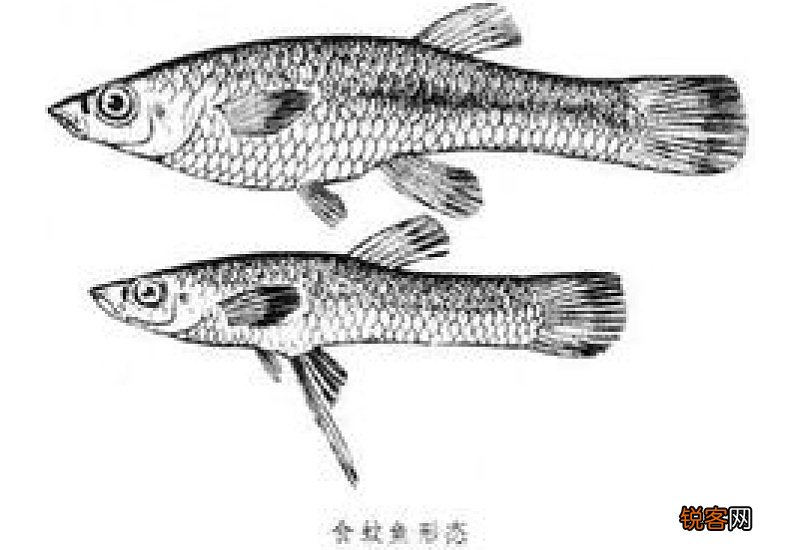 食蚊鱼多久繁殖一次