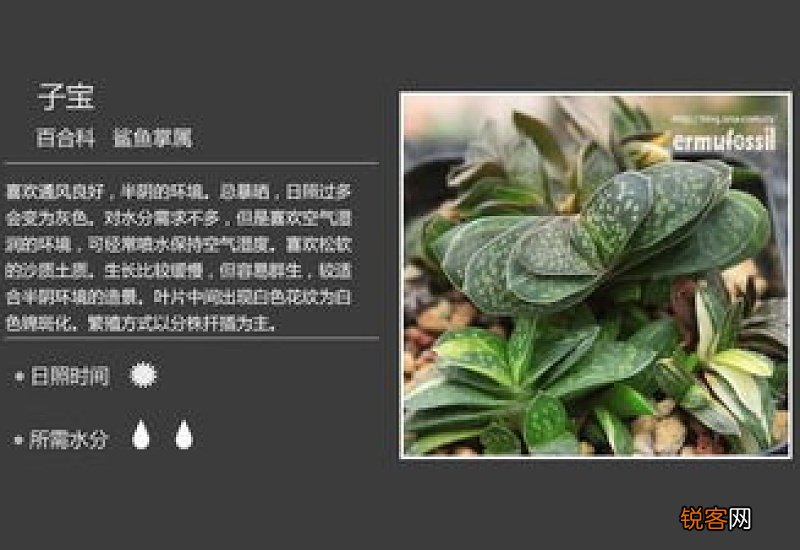 琉璃殿和龙鳞区别
