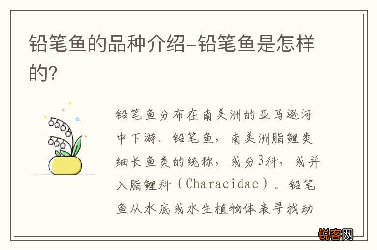 铅笔鱼的品种介绍-铅笔鱼是怎样的？