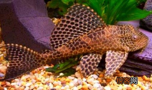 清道夫的基本介绍-清道夫如何养护？