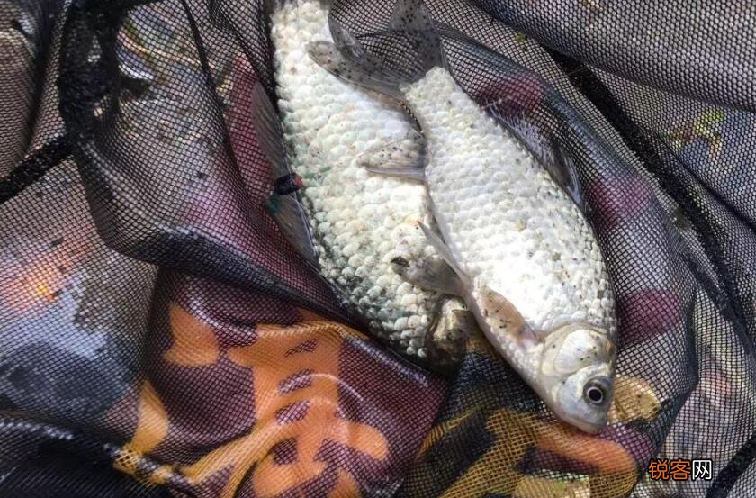 新手如何快速钓到鱼 钓鱼小技巧