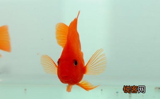 鹦鹉 风水 血鹦鹉的风水学应用有哪些？