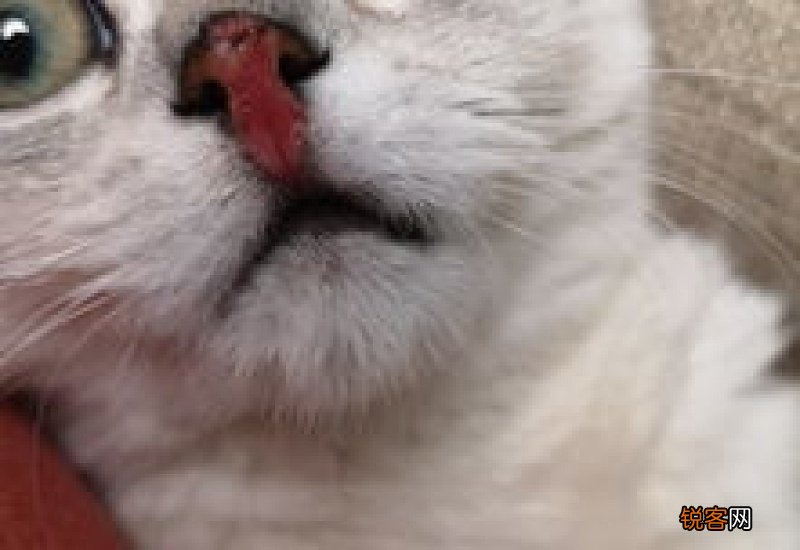 猫鼻子破了怎么办一直舔