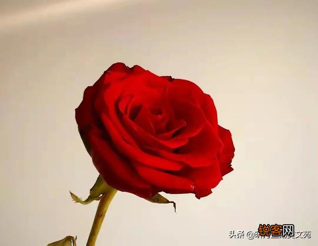 几百和几千的羽绒服,到底差在哪里？