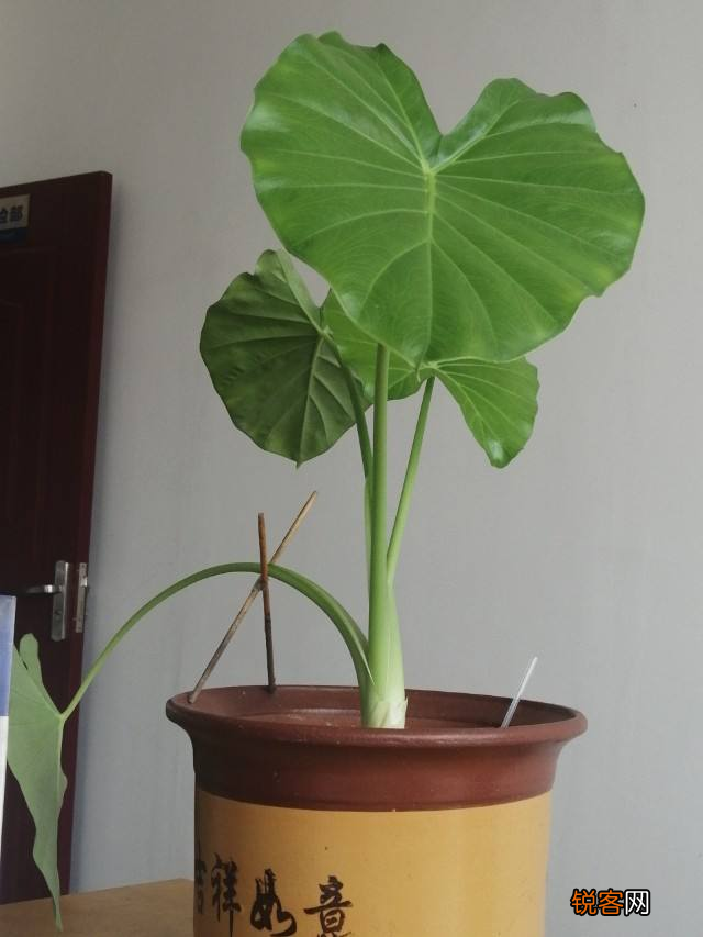 送花有什么忌讳 老话说花草三不送
