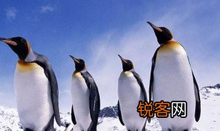 企鹅怎么读音发音 企鹅怎么读