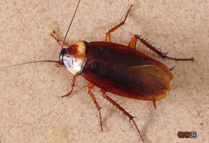 高楼层的蟑螂从哪里来的