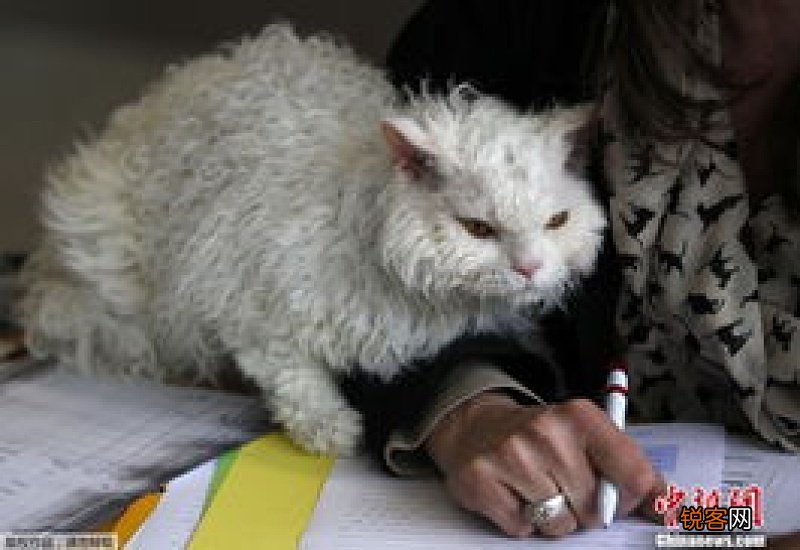 猫托运前多久断粮