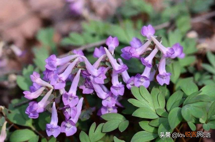 盘点130种紫色的花 你喜欢哪一款呢