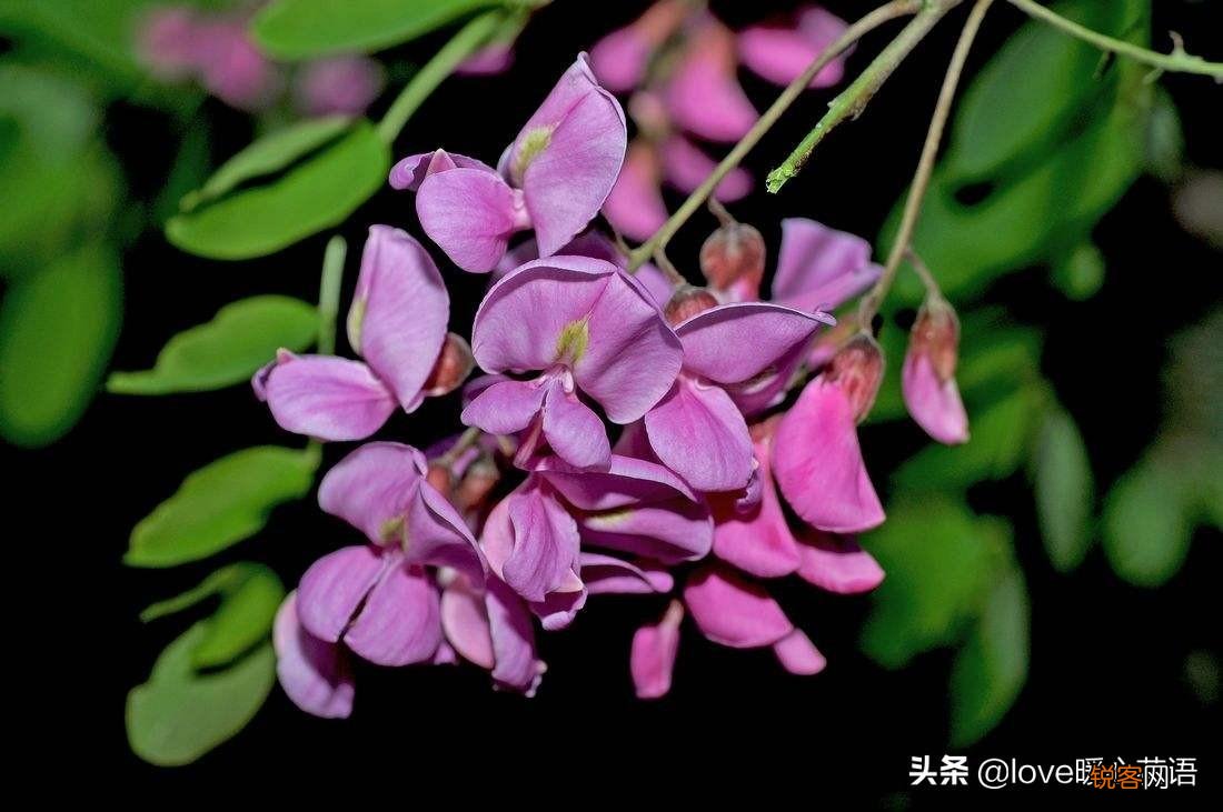 盘点130种紫色的花 你喜欢哪一款呢