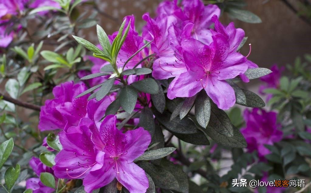 盘点130种紫色的花 你喜欢哪一款呢