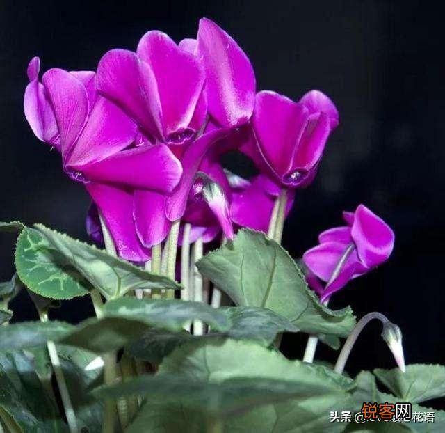 盘点130种紫色的花 你喜欢哪一款呢