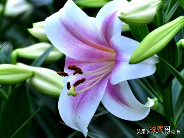 盘点130种紫色的花 你喜欢哪一款呢