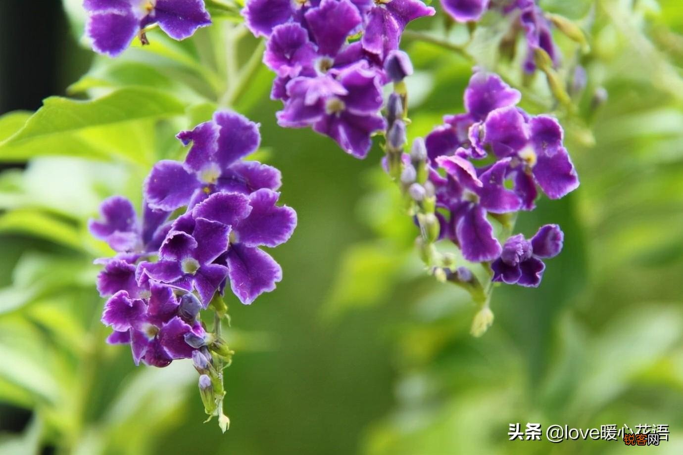 盘点130种紫色的花 你喜欢哪一款呢