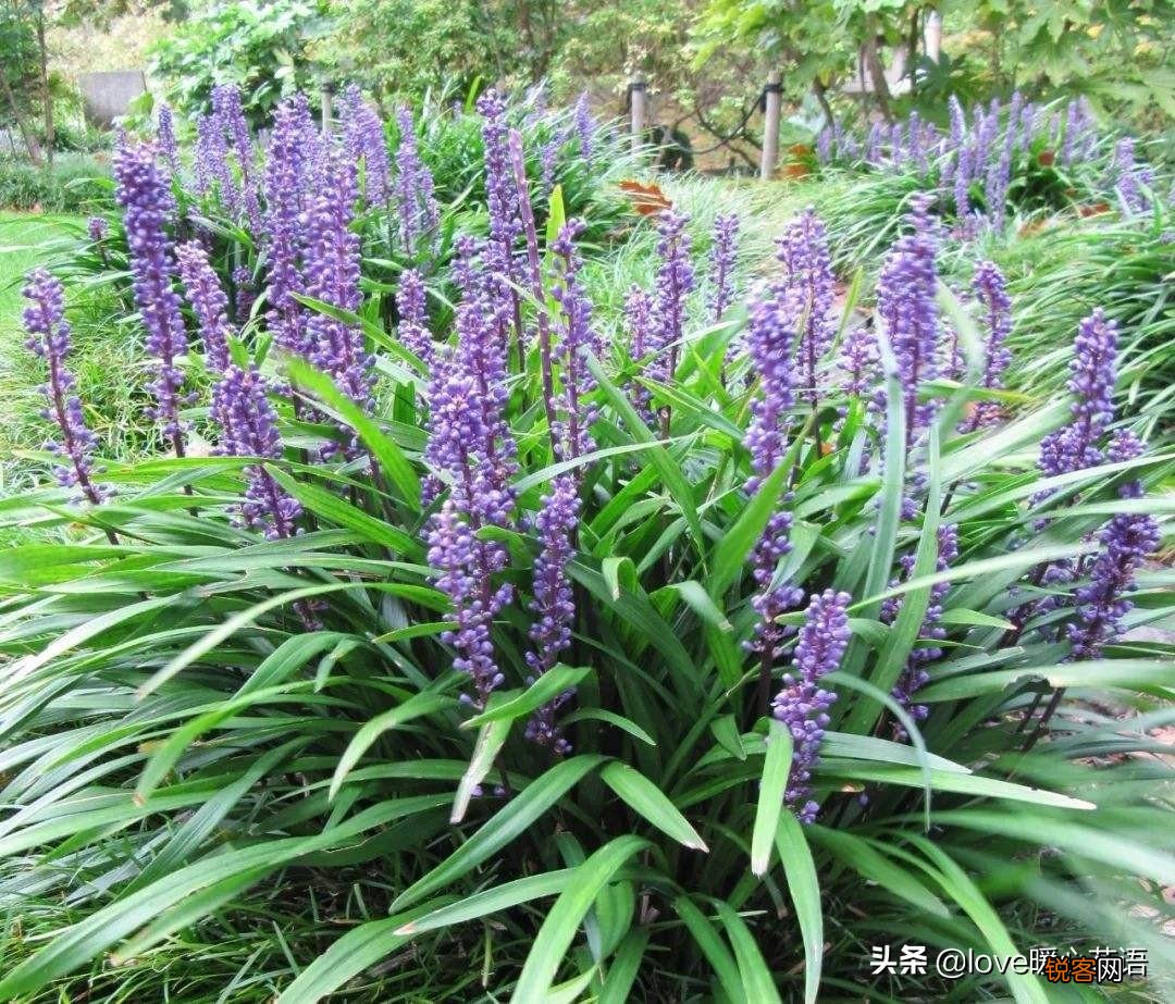 盘点130种紫色的花 你喜欢哪一款呢