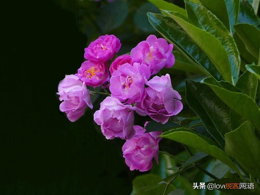 盘点130种紫色的花 你喜欢哪一款呢