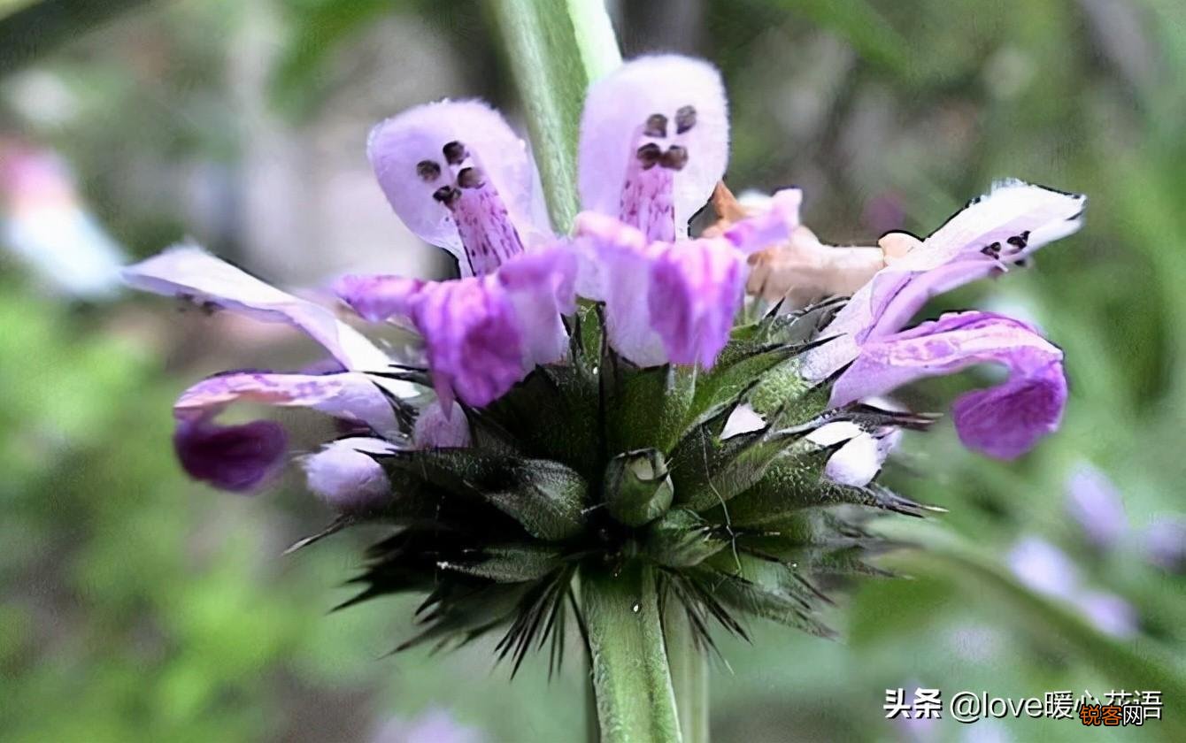 盘点130种紫色的花 你喜欢哪一款呢