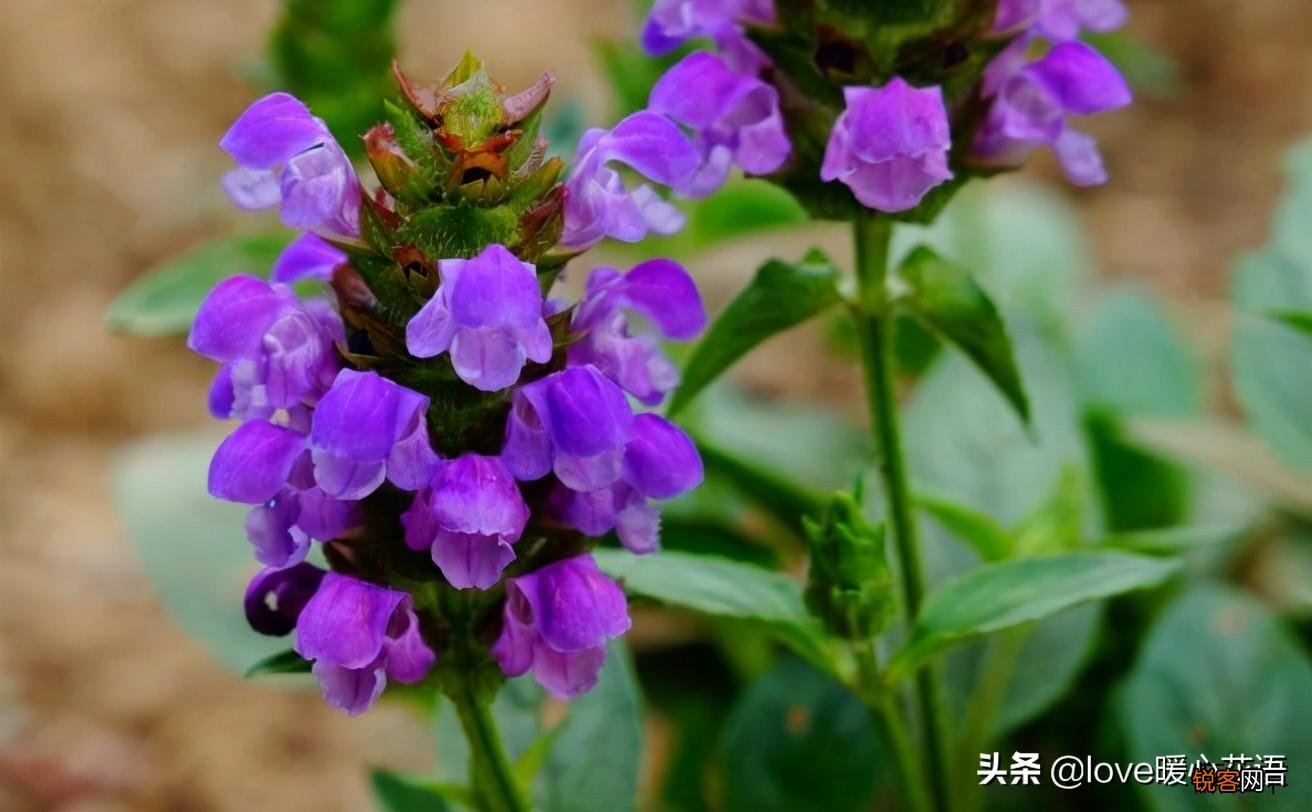 盘点130种紫色的花 你喜欢哪一款呢
