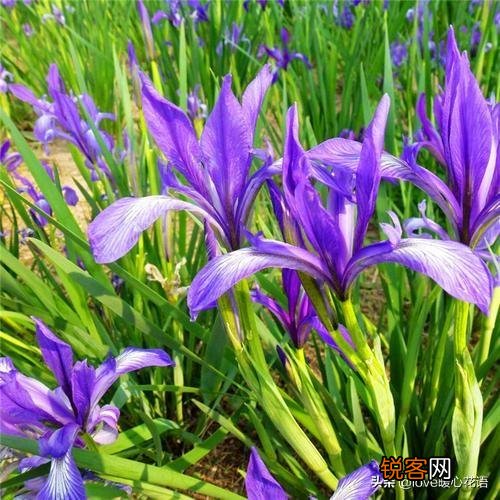 盘点130种紫色的花 你喜欢哪一款呢