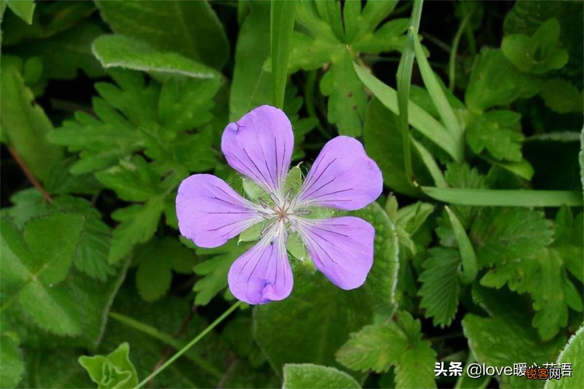 盘点130种紫色的花 你喜欢哪一款呢