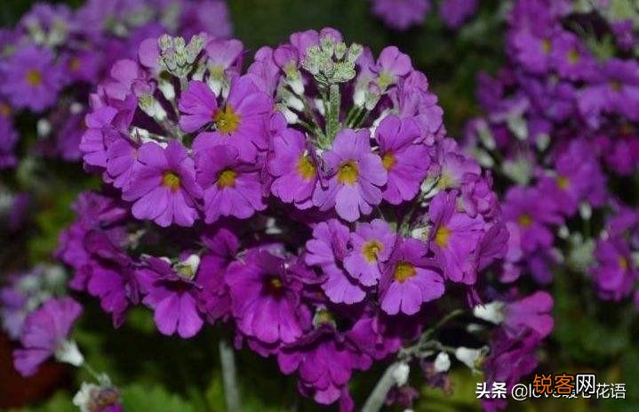 盘点130种紫色的花 你喜欢哪一款呢