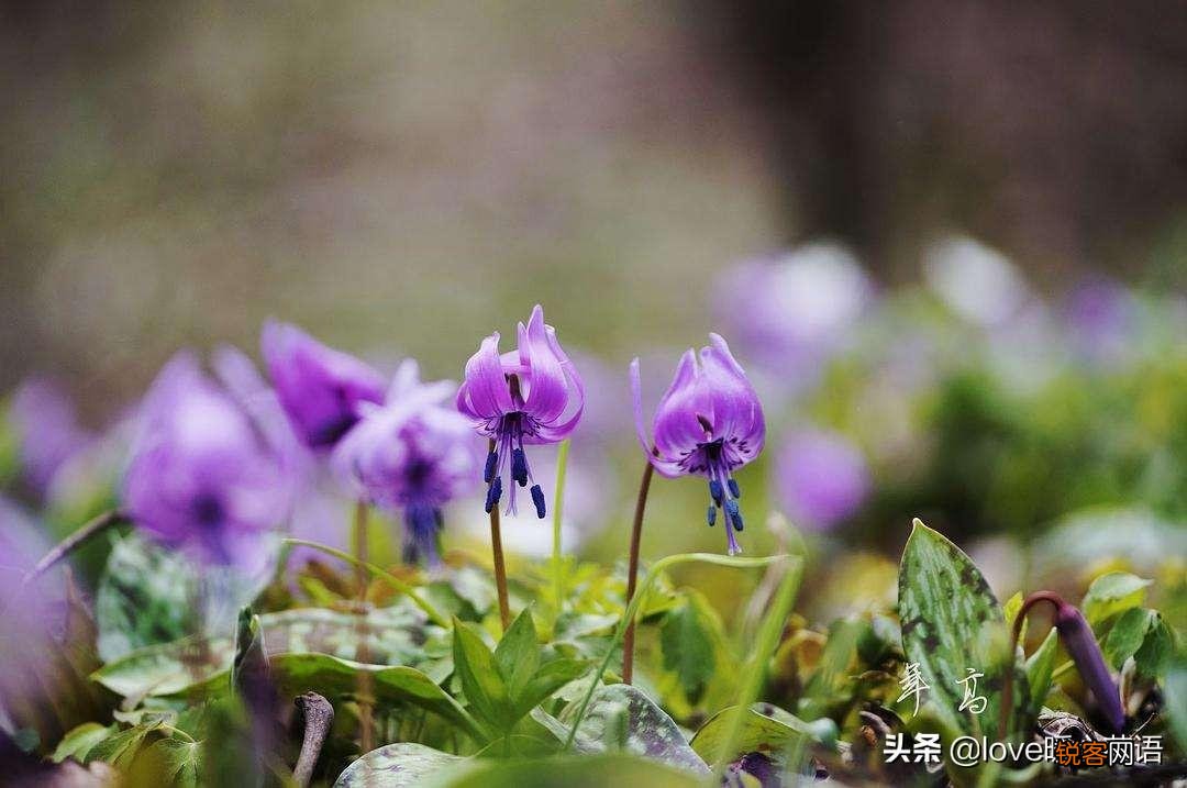 盘点130种紫色的花 你喜欢哪一款呢
