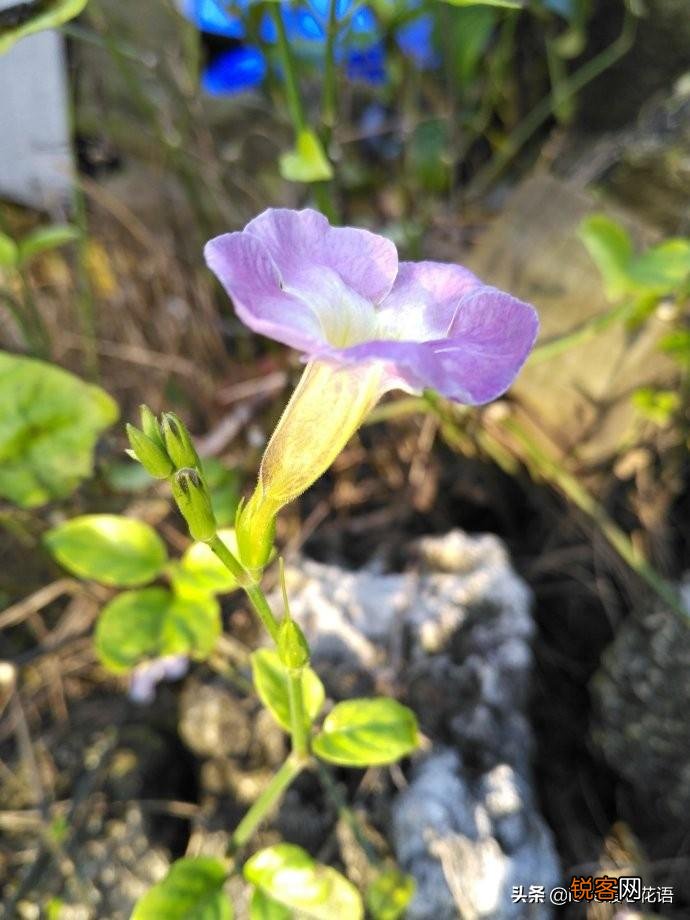 盘点130种紫色的花 你喜欢哪一款呢