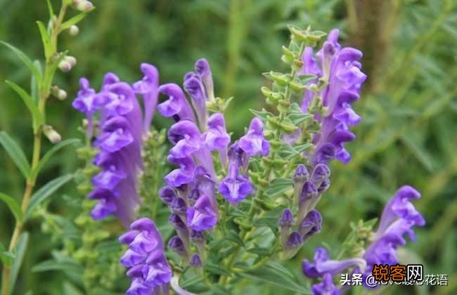 盘点130种紫色的花 你喜欢哪一款呢
