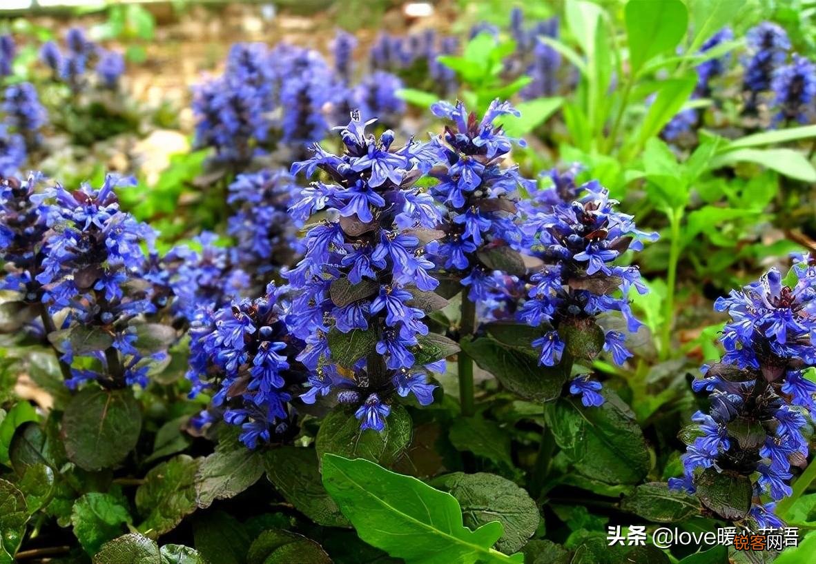 盘点130种紫色的花 你喜欢哪一款呢