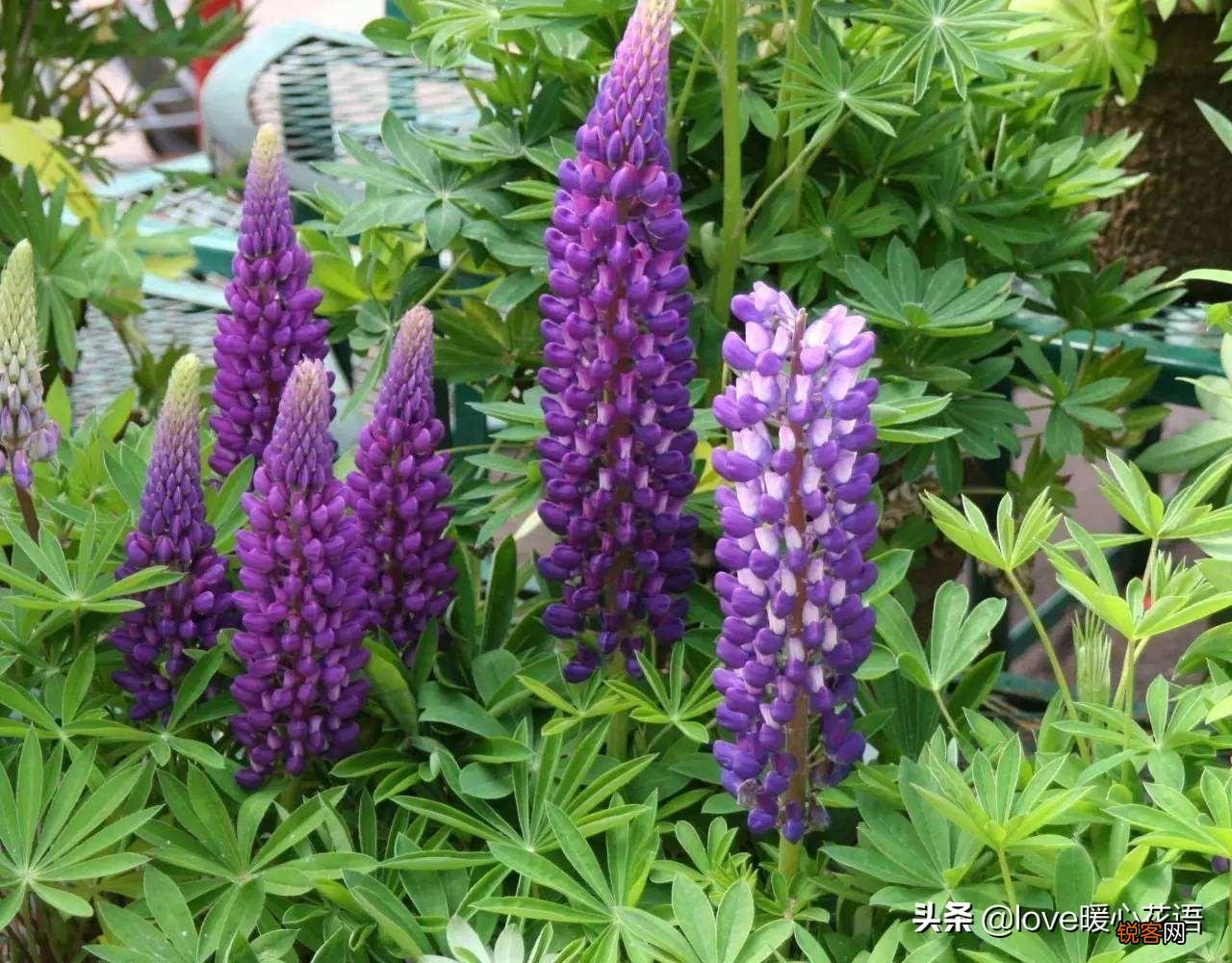 盘点130种紫色的花 你喜欢哪一款呢