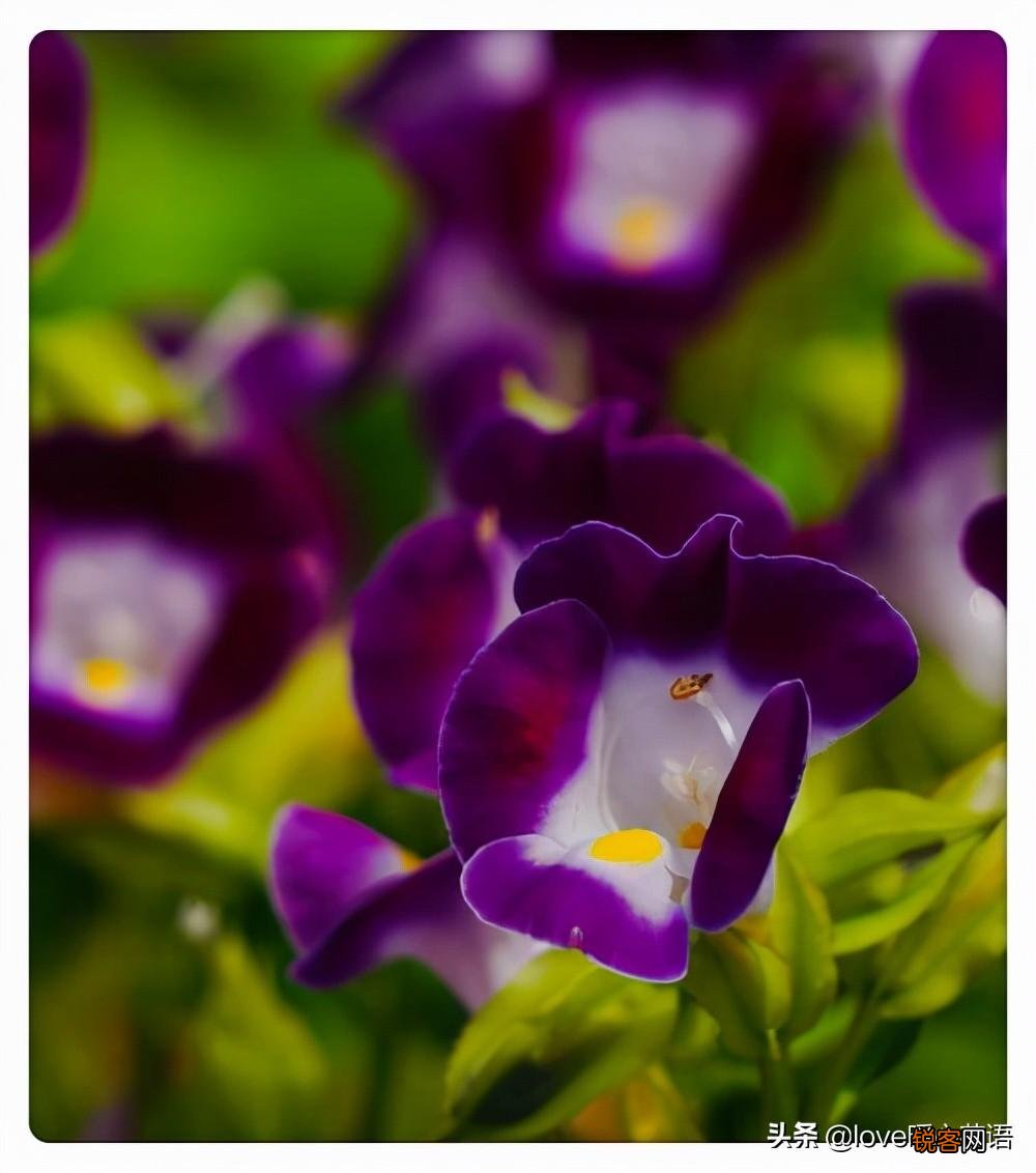 盘点130种紫色的花 你喜欢哪一款呢