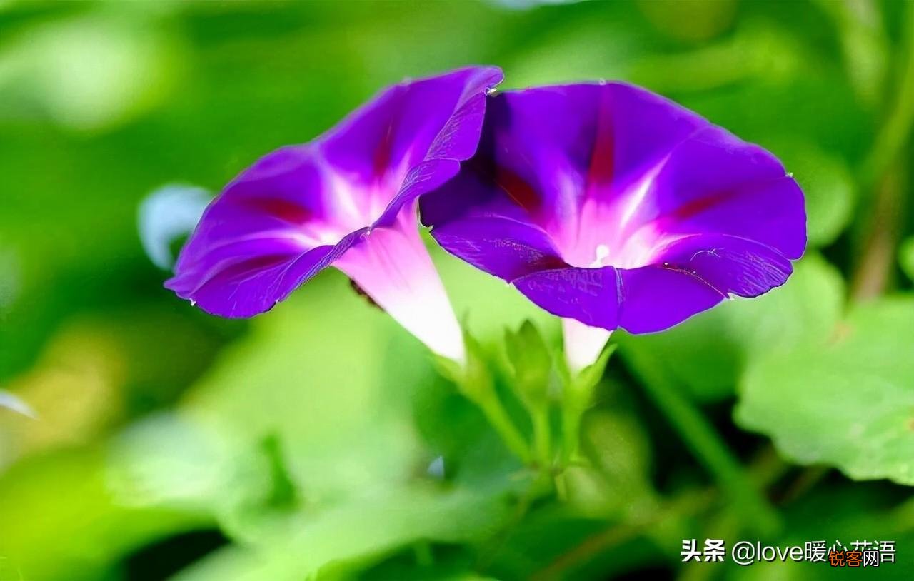 盘点130种紫色的花 你喜欢哪一款呢